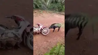 kameramen pro sambil manjat pohon sawit😲🤣 #shortsvideo  #short  #shorts #piggy