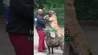 Top 3 Most Extreme Dog Breeds 