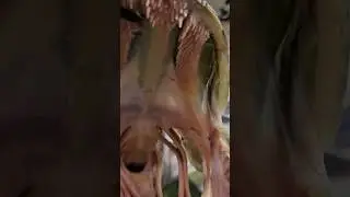 Nightmare Fuel - Pike Teeth #fishing #shorts