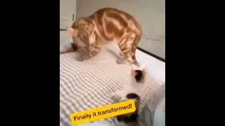 Котёнок в шоке#shorts#short#viralshorts#viralshort#video#viralvideo#youtubeshorts#cat#funny#up#reels