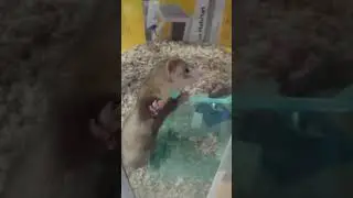 pet store ferrets being silly