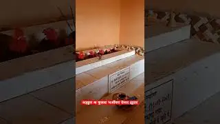 अड़हुल क फुलवा भऔंयरा देलस झुठार