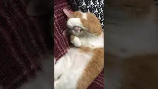 Суббота.-30.Мяу🙈