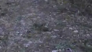 A Real Bigfoot Sighting?