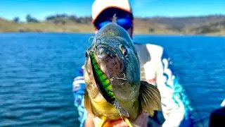 Yellowbelly on Jerkbaits | Windamere Dam