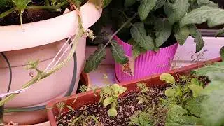 Огурцы и помидоры на окне в декабре!