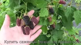 КОЛАМБИЯ СТАР сорт ежевики