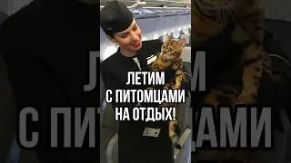 В САМОЛЕТ ПУСКАЮТ ЖИВОТНЫХ? #новости #животные #тренды #tiktok #шортс #кот #собака