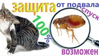 Как зайти в подвал с блохами ??? Как не быть укусанным блохой ??? 😳😳🤢🤢🤦🤦🦗🦗🦗🦗😿😿😾😾