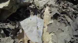 Stupid Ant