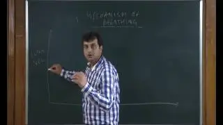 Human Physiology:Breathing and Exchange of Gases - 2
