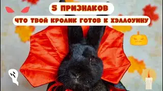 Готов ли твой кролик к Хэллоуину? Давай проверим на нашей Фанте из Зайкафе