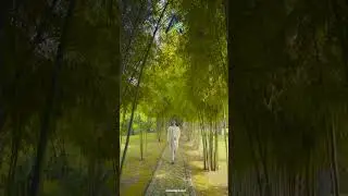Finding serenity amidst the whispering bamboo groves at Inagro.  #bogor #travel #bogorhits #nature