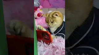 My cat loves to play games late into the night 