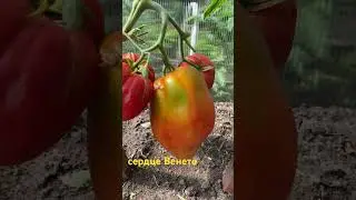 Сердце Венето #огород #овощи #сад #рецепт #урожай #помидоры