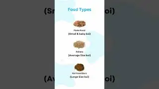 نگهداری ماهی کوی how to koi fish