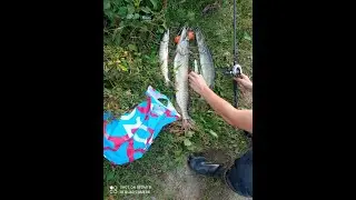 Летнее утро на реке