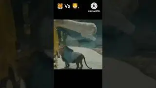 Tiger stealing food from lion.🐯 VS 🦁.