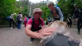 Inspired Paws: Lola's Oregon Adventure