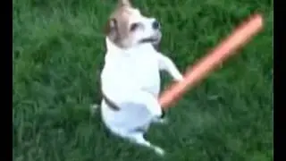 My Dog is a Jedi - Clip Scene