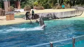 Dolphin Adventures at SeaWorld Orlando #seaworld #dolphin #sealife