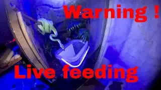 Morelia Viridis GTP Green Tree Python live feeding.Warning!!! Live  Feeding.