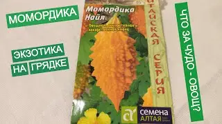 МОМОРДИКА - ЭКЗОТИКА НА ГРЯДКЕ! ЧТО ЗА ЧУДО - ОВОЩ?