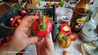 31.08.24 Перец собираю семена Корно Ди Торо Биг Берта, Гогошары,Мурасаки Тогараше Ямато