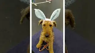 Easter Bunny Agility Fun