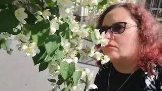 Тихая улица в Питере. Пышное цветёт жасмин.