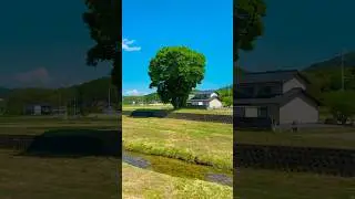風吹く頃 around the time that the wind blows #shorts #日本の風景 #風景#日本#japan#nature#田舎暮らし #reels #travel #旅行