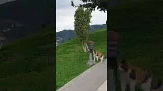 Бездомный кот.