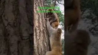 monkey pdf file found