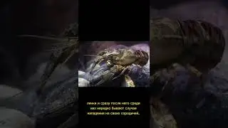Раки — отъявленные каннибалы... #наука #факты #shorts