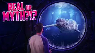 Narwhals Explained: The REAL Unicorns of the Sea!
