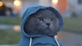 Приколы с котами Новые 2018