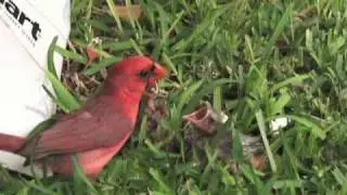 Cardinal feeding baby birds - Awesome!
