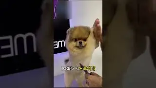 Идеальная Стрижка Собаки ❤️