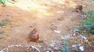 Monkey 🐒 video. #monkey #animals #youtubevideo
