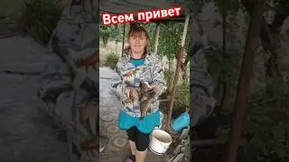 Сладкие караси