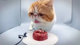 Raw meat patty ｜cat eating sound | Dao’s ASMR