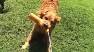 Ruffwear Toys