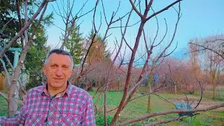 Обрезка инжира зимой.