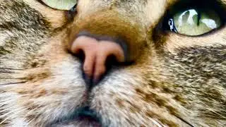 Friday🥰&Chill[Vibes]=Music❤️😱With☕️Cat!