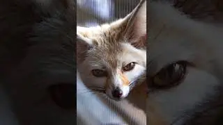 Fennec Fox | The Enchanting Desert Sprite
