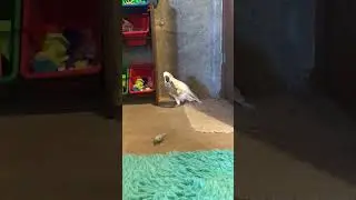 Cockatoo gets a gift from Mommy - he's largely unimpressed