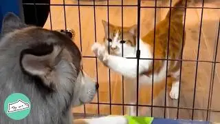 Tiny Kittens Climb Over Gate To Be With Huge Husky | Cuddle Buddies