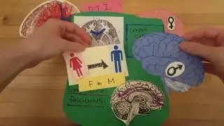 Gender and the Brain