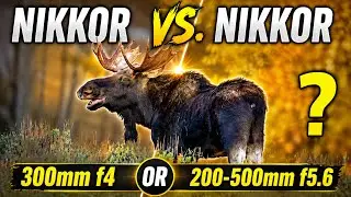 NIKKOR vs. NIKKOR: Which Nikon telephoto to buy, the 300mm f4 AF-S or 200-500mm f5.6?