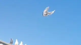 Николаевские голуби Крым.